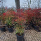Nandina domestica hemelse bamboe 80-100cm XXL