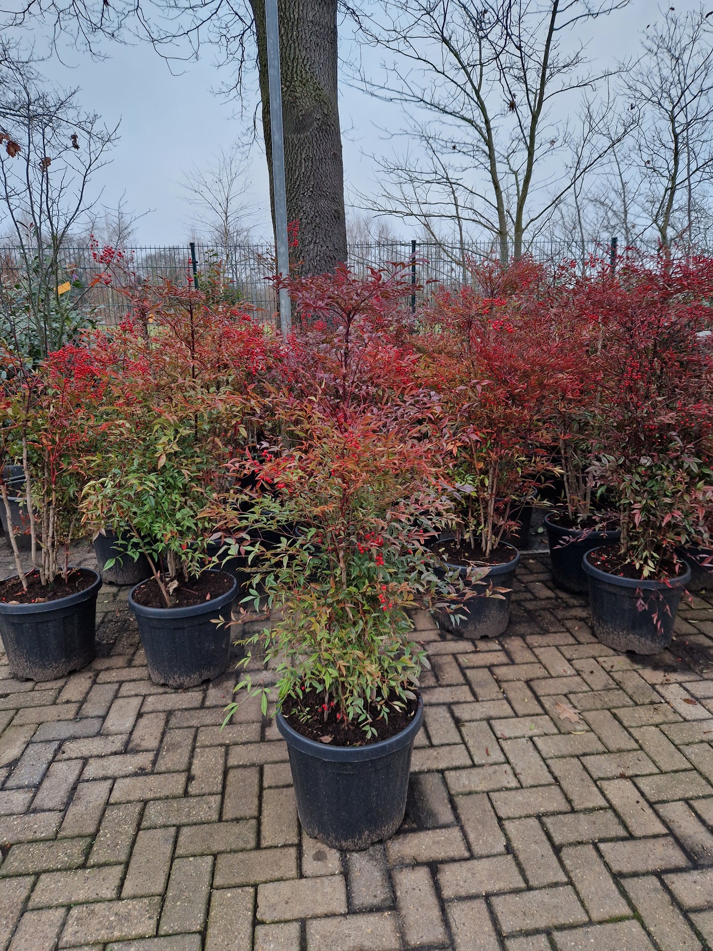 Nandina domestica hemelse bamboe 80-100cm XXL