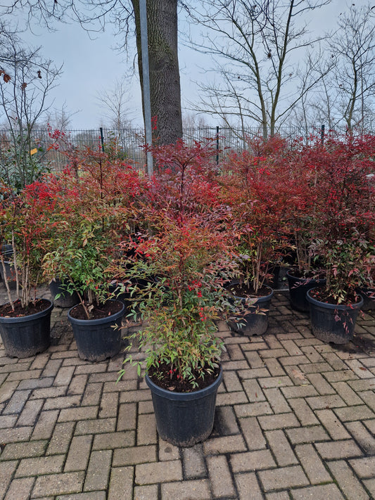 Nandina domestica hemelse bamboe 80-100cm XXL