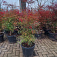 Nandina domestica hemelse bamboe 80-100cm XXL