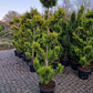 Cupressocyparis leylandii Gold rider 175-200 Pompon