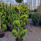 Cupressocyparis leylandii Gold rider 175-200 Pompon