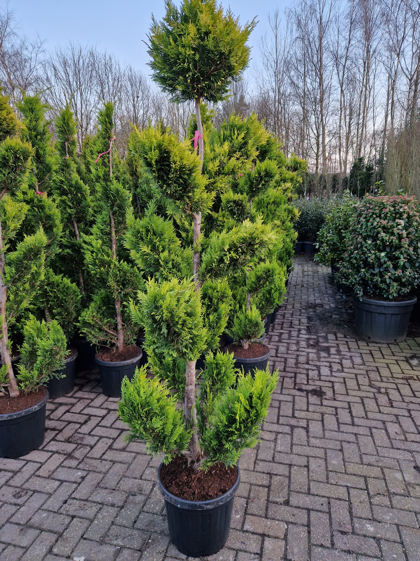 Cupressocyparis leylandii Gold rider 175-200 Pompon