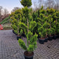 Cupressocyparis leylandii Gold rider 175-200 Pompon