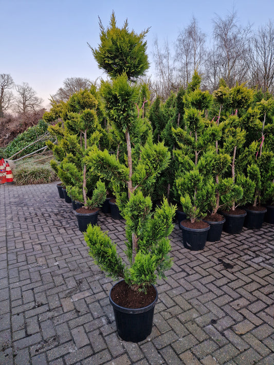 Cupressocyparis leylandii Gold rider 175-200 Pompon