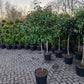Bol viburnum tinus lucidum op stam laurier sneeuwbal