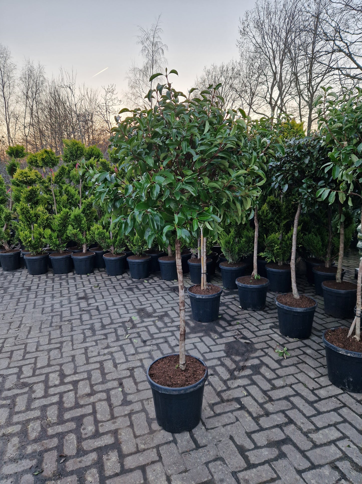 Bol viburnum tinus lucidum op stam laurier sneeuwbal