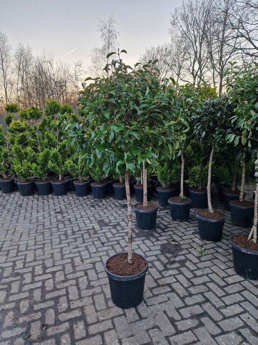 Bol viburnum tinus lucidum op stam laurier sneeuwbal