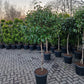 Bol viburnum tinus lucidum op stam laurier sneeuwbal