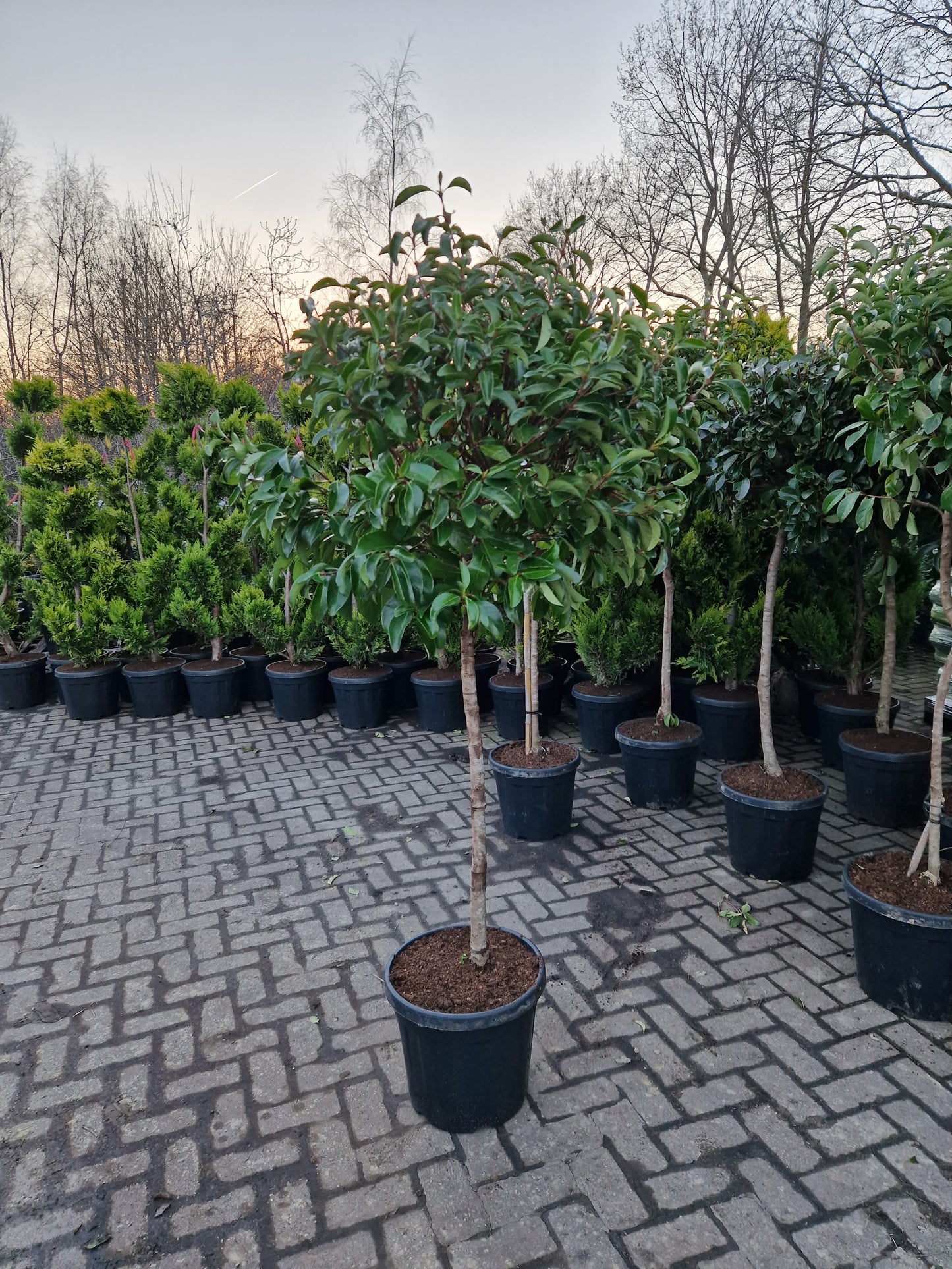 Bol viburnum tinus lucidum op stam laurier sneeuwbal