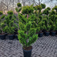 Cupressocyparis leylandii Gold rider 150-175cm Pompon