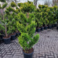 Cupressocyparis leylandii Gold rider 150-175cm Pompon
