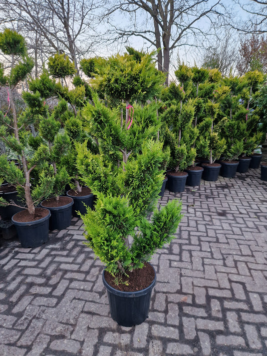 Cupressocyparis leylandii Gold rider 150-175cm Pompon