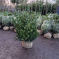 Prunus Lauroceracus Otto luyken laurier 80-100cm