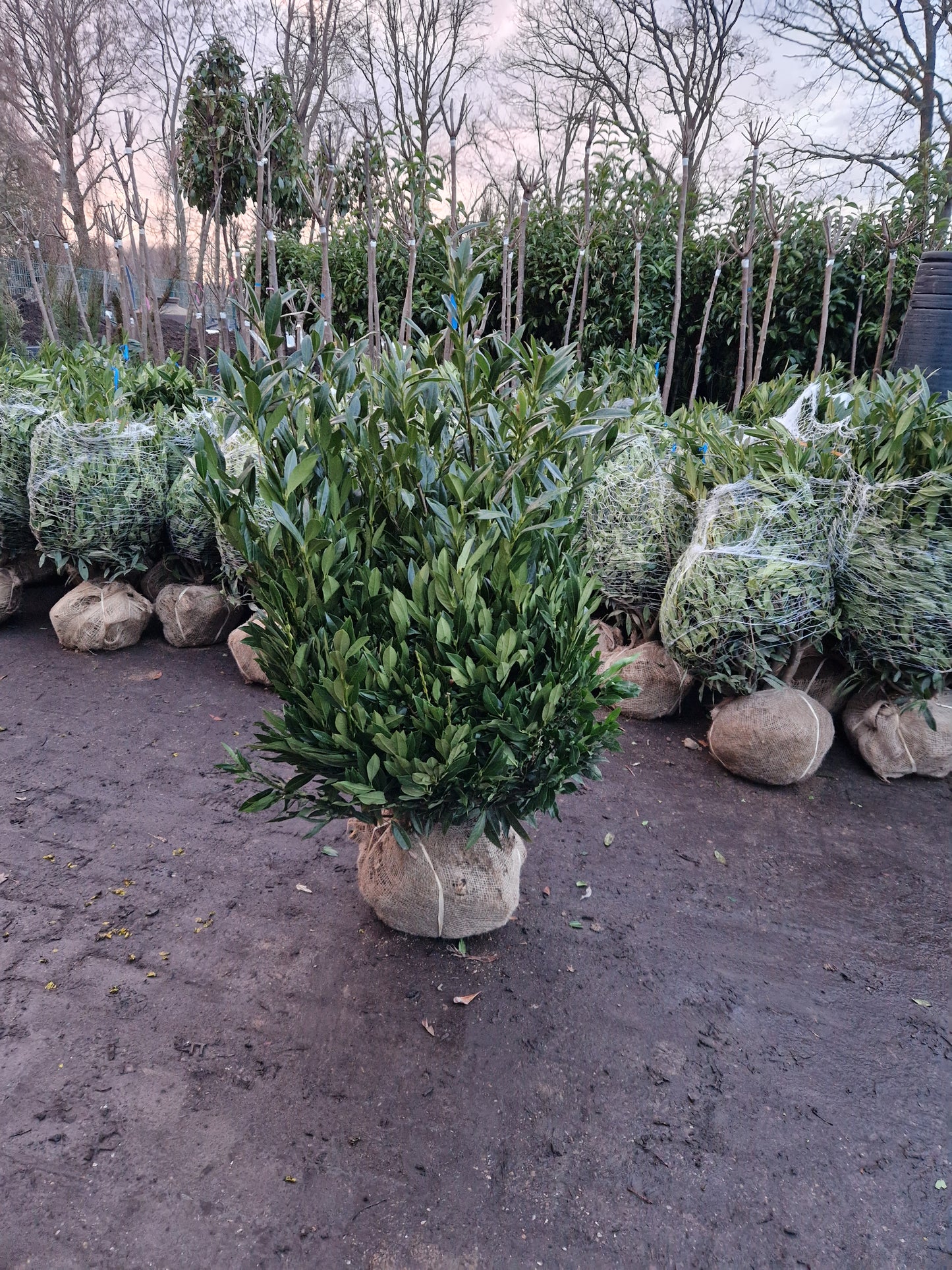 Prunus Lauroceracus Otto luyken laurier 80-100cm