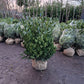Prunus Lauroceracus Otto luyken laurier 80-100cm