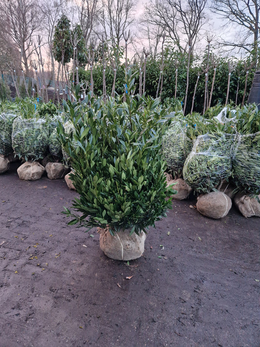 Prunus Lauroceracus Otto luyken laurier 80-100cm
