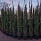 Cupressus Sempervirens Pyramidalis Italiaanse cipres 125-350cm