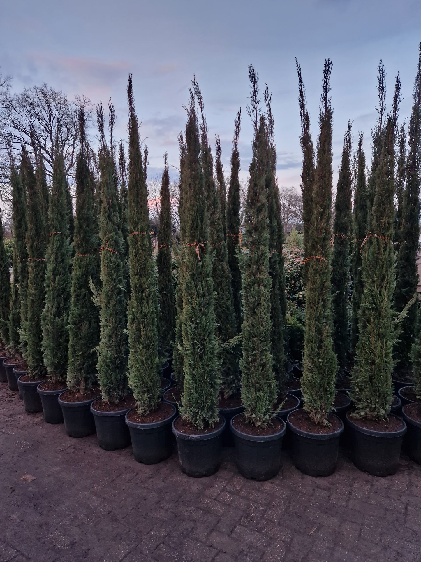 Cupressus Sempervirens Pyramidalis Italiaanse cipres 125-350cm