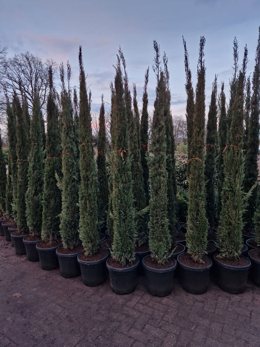 Cupressus Sempervirens Pyramidalis Italiaanse cipres 125-350cm