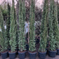 Cupressus Sempervirens Pyramidalis Italiaanse cipres 125-350cm