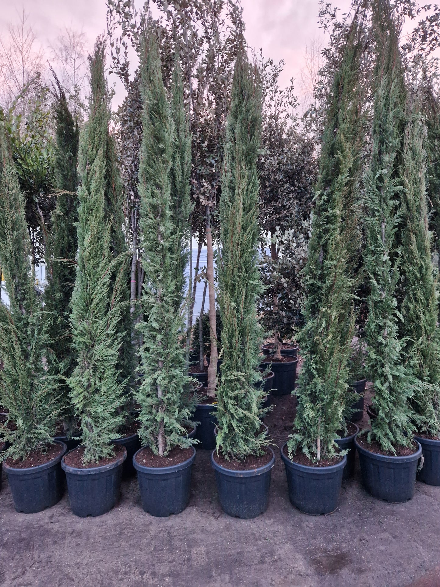 Cupressus Sempervirens Pyramidalis Italiaanse cipres 125-350cm