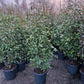 Photinia fraseri Red robin 175-200cm glansmispel