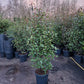 Photinia fraseri Red robin 175-200cm glansmispel