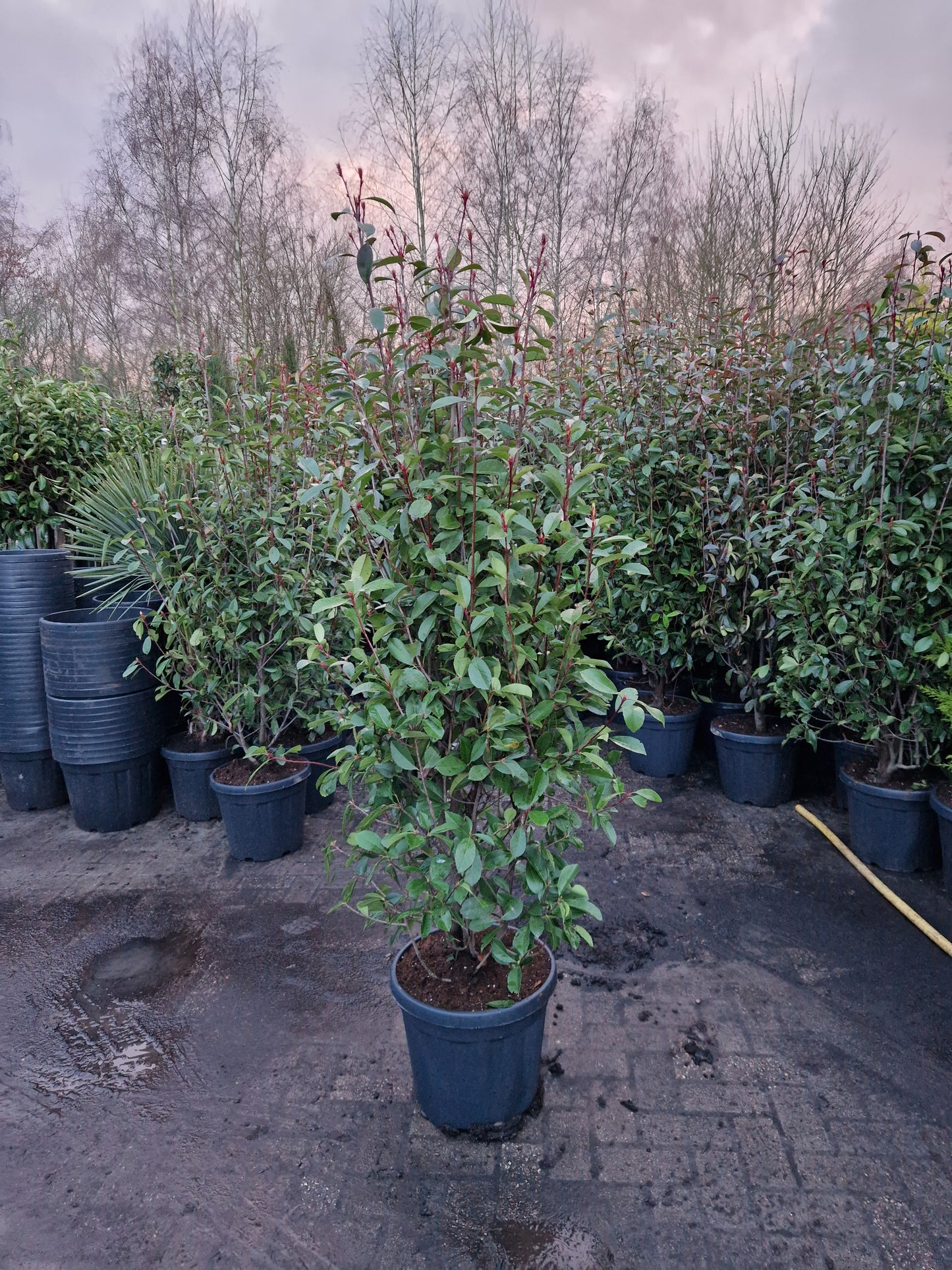 Photinia fraseri Red robin 175-200cm glansmispel