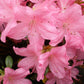 Rhododendron (AJ) Gilbert Mullie
