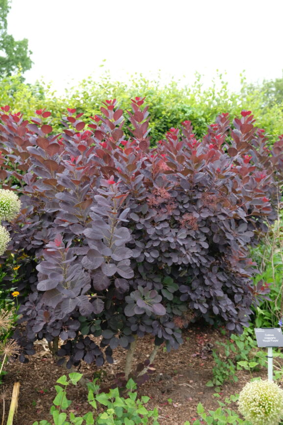 Cotinus Royal purple Pruikenboom