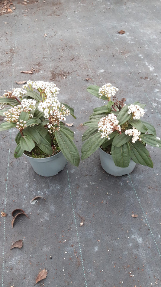 Viburnum daviddi sneeuwbal 25cm