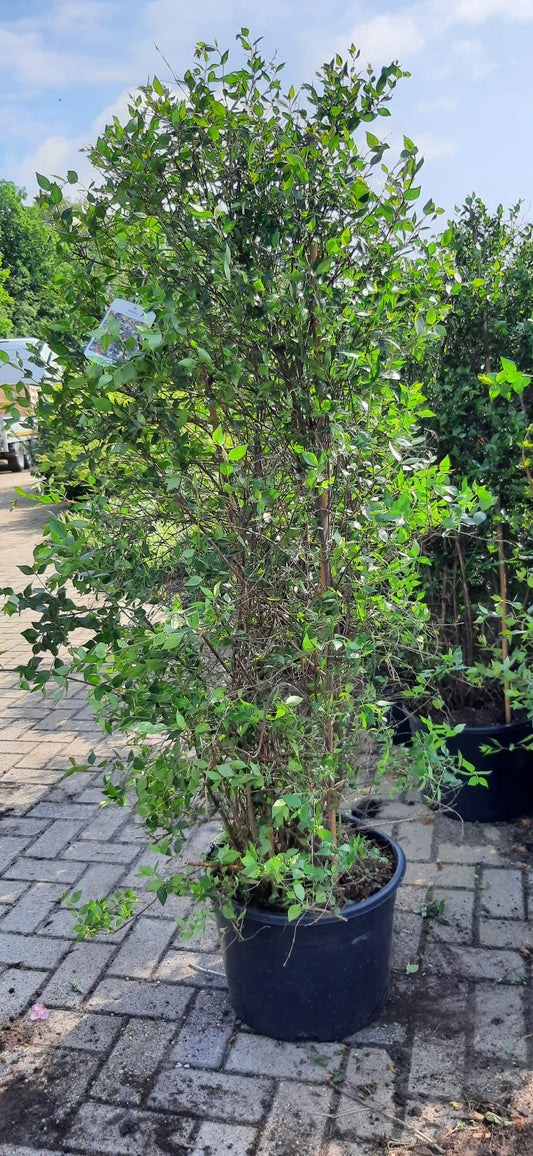Abelia Grandiflora 175cm Roze Wit XXL