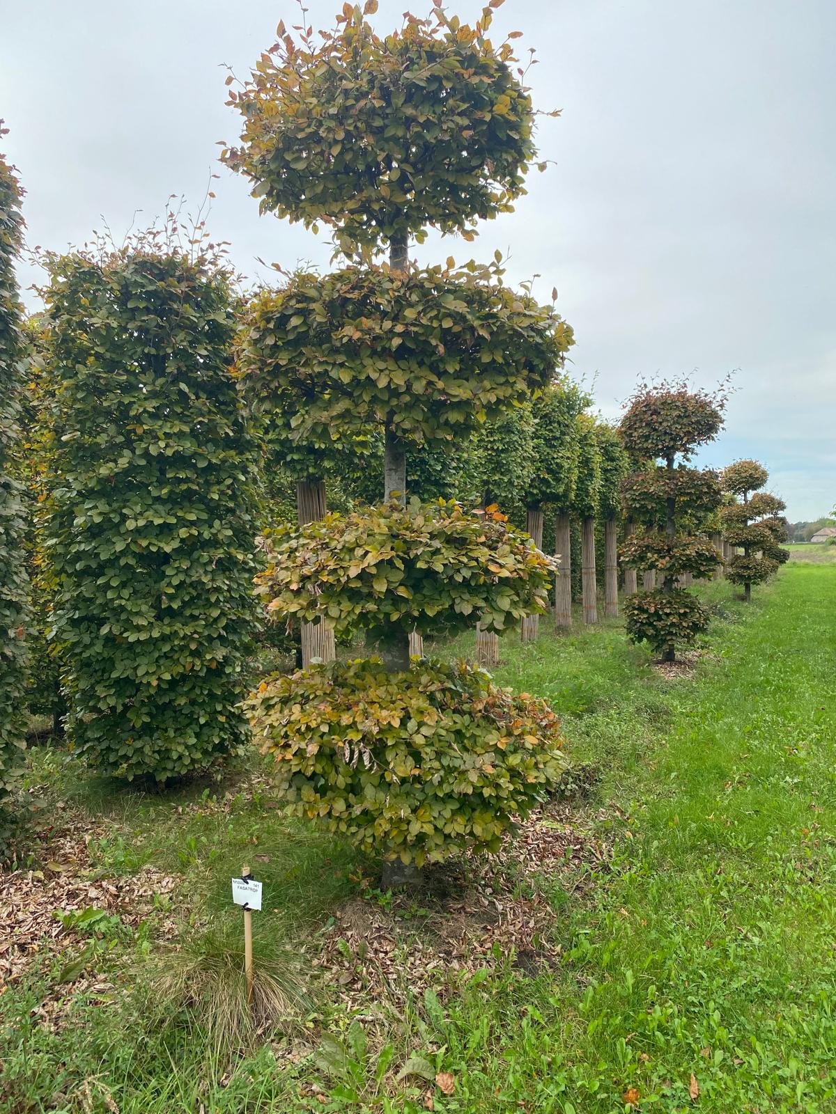 Fagus Sylvatica Atropunicea XXL rode vormsnoei beuk