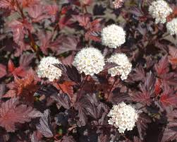 Physocarpus Little Angel blaasspirea