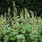 Tellima grandiflora Mijterloof 2liter