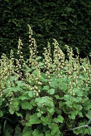 Tellima grandiflora Mijterloof 2liter