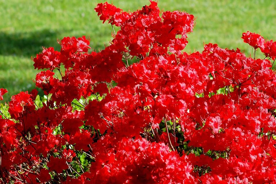 Rhododendron (AJ) Stewartstonian