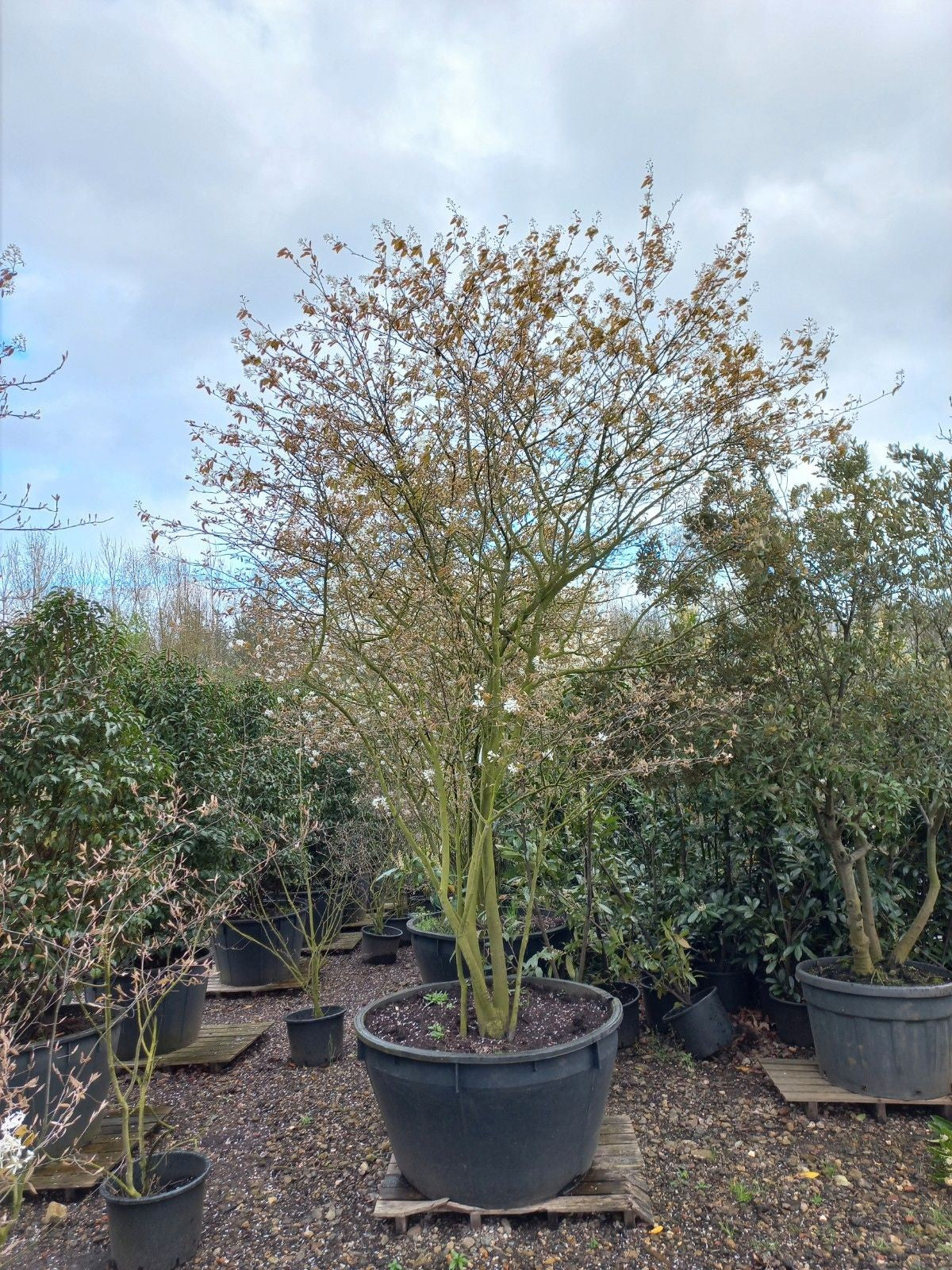 Amenlanchier Lamarckii krentenboom Meerstammig XXL