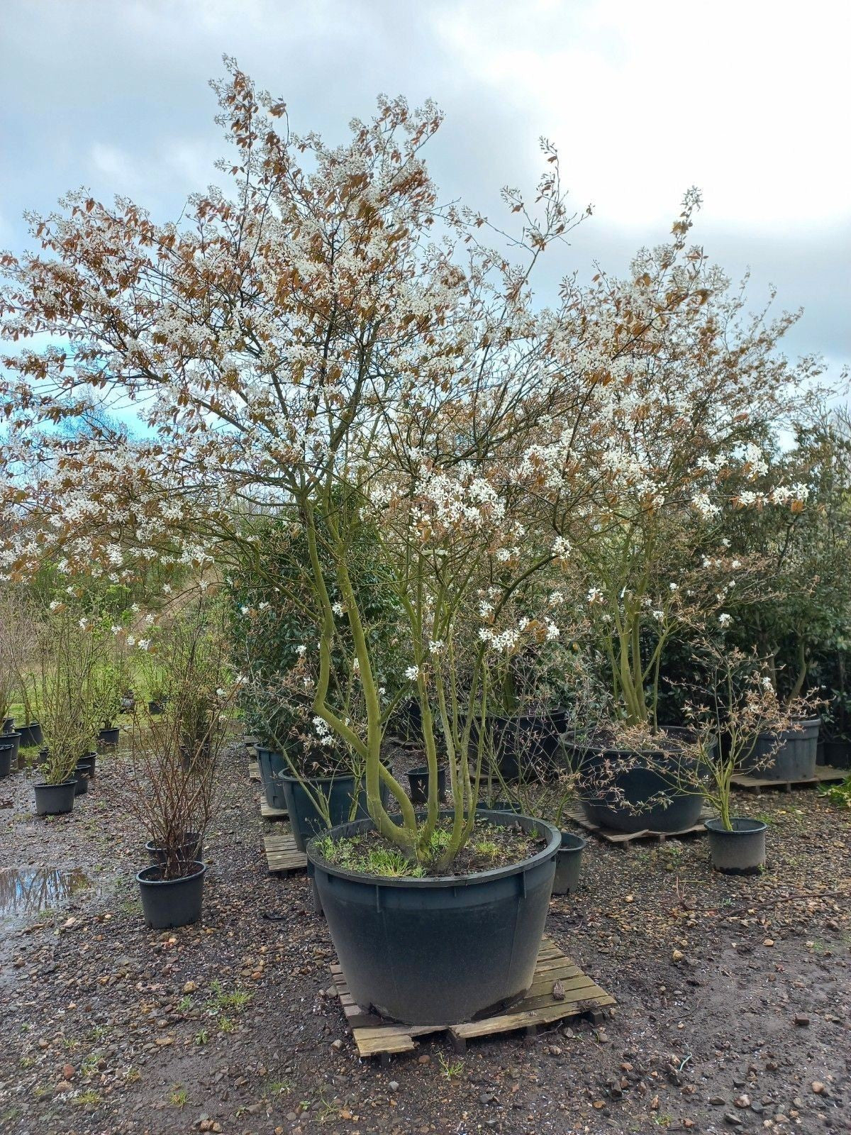 Amenlanchier Lamarckii krentenboom Meerstammig XXL