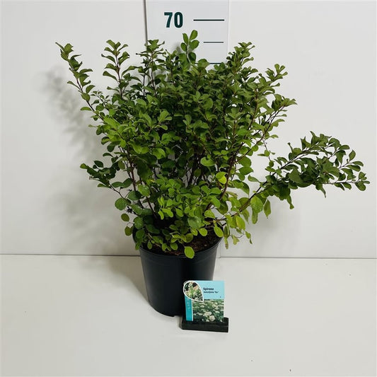 Spiraea Betulifolia Tor Spierstruik 40cm