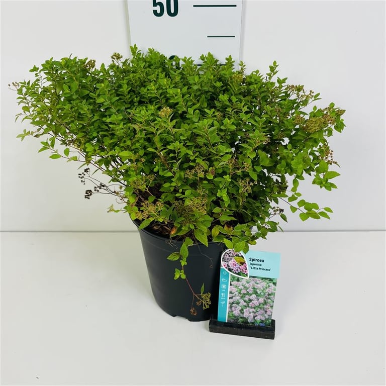 Spiraea jap. Little Princess Spierstruik 40cm