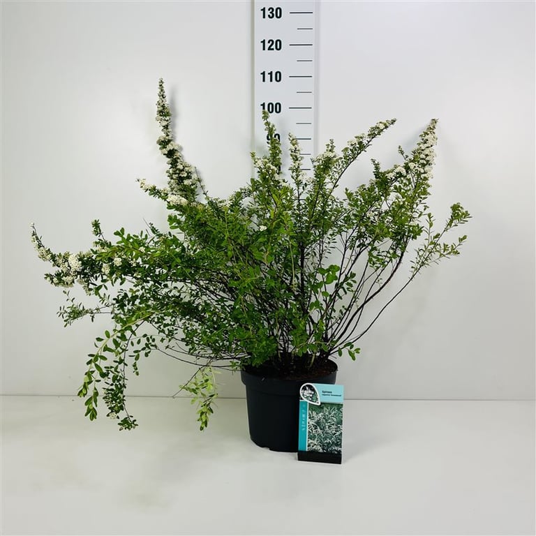 Spiraea nipp. Snowmound Spierstruik 80cm