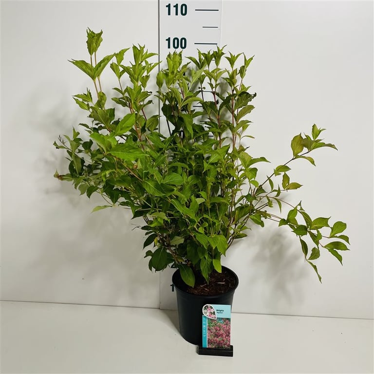 Weigela Styriaca 80cm