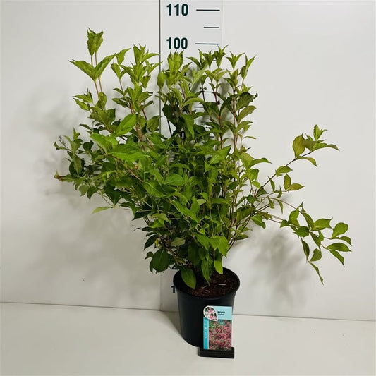 Weigela Styriaca 80cm