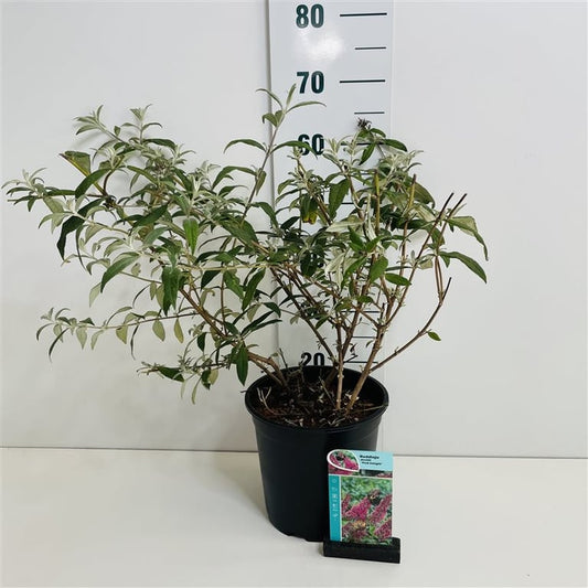 Buddleja d. Pink Delight vlinderstruik 50-60cm