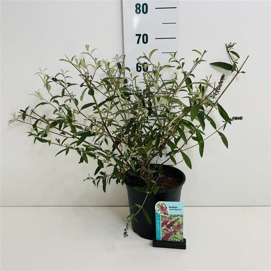 Buddleja d. Royal Red vlinderstruik 50-60cm