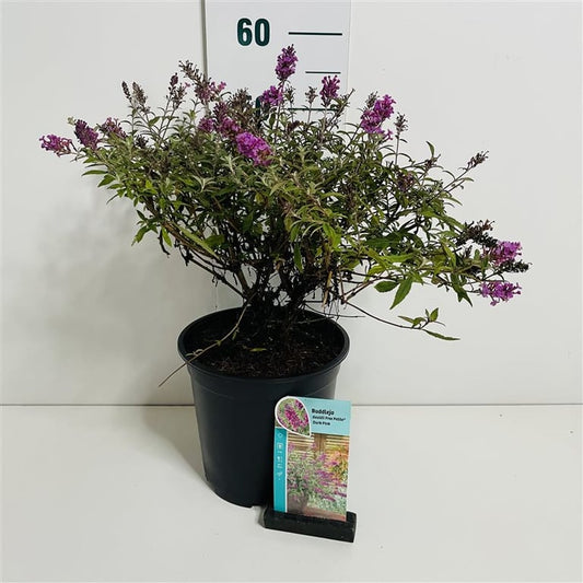 Buddleja Dav. Dark Pink Free Petite vlinderstruik 40-50cm