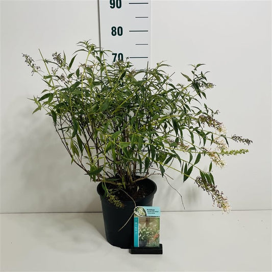 Buddleja Dav. Snow White Free Petite vlinderstruik 50-60cm