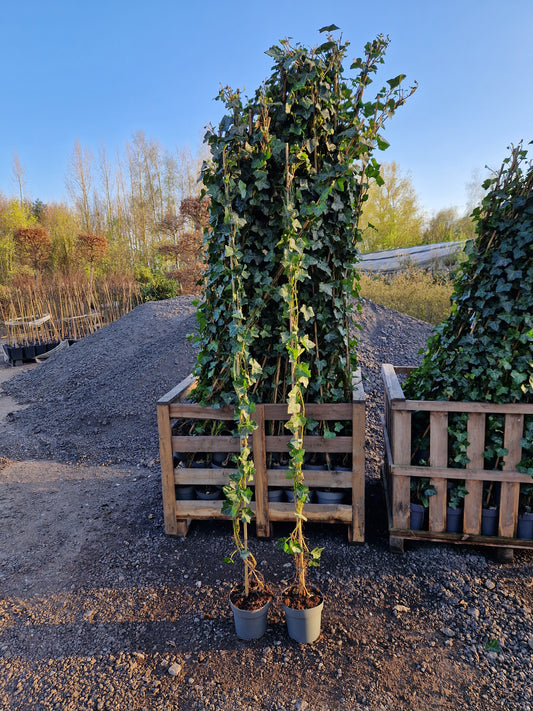 Hedera Hibernica klimop 175-200cm